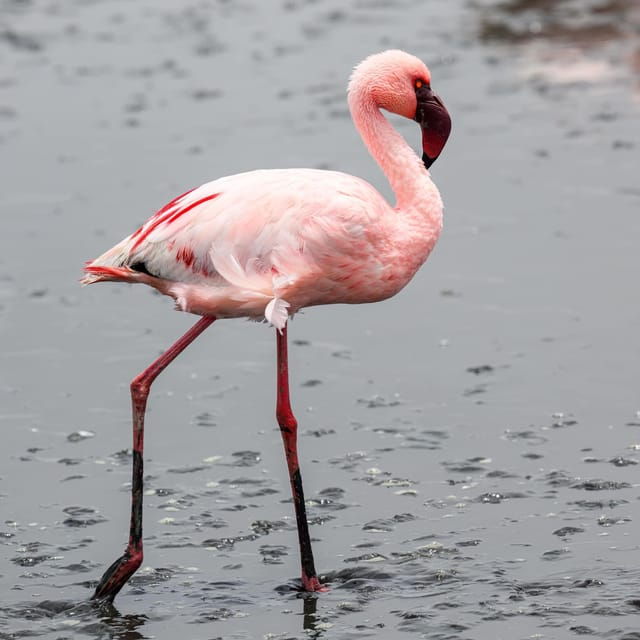 Walvis Bay: Sandwich Harbour Half-Day 4x4 Scenic Excursion - What’s Included and What You Should Know