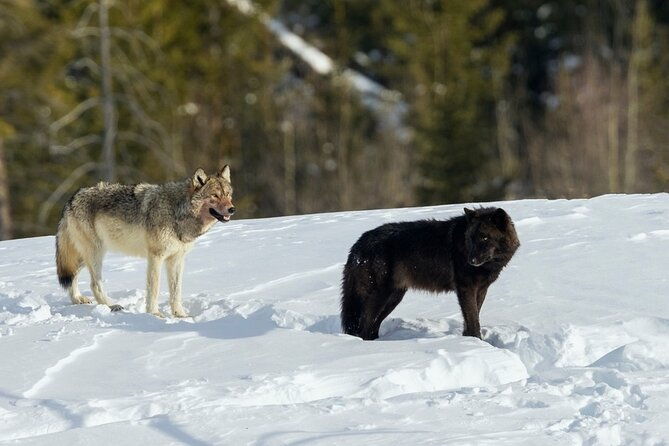 Winter Wildlife Safari in Yellowstone National Park - Final Thoughts: Is This Tour Worth It?
